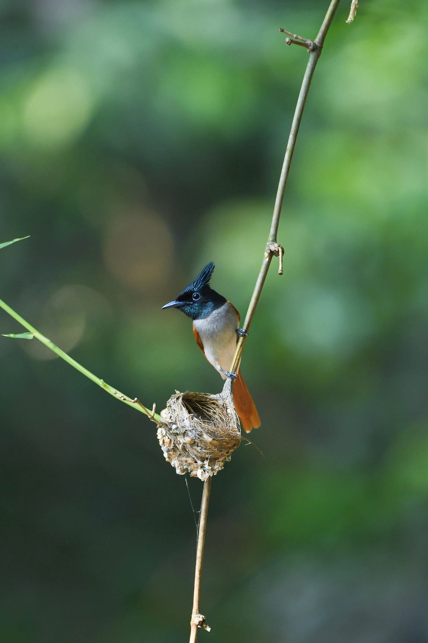 Indian paradise flycatcher